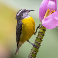 Bananaquit